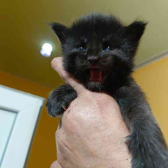 Питомник, Мейн -кун Макеевка