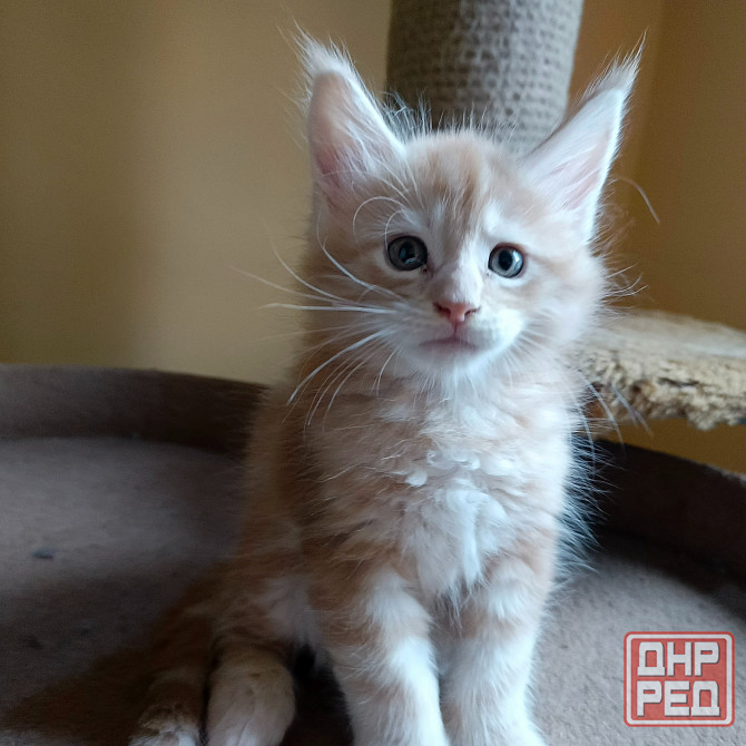 Питомник, Мейн -кун Макеевка - изображение 4