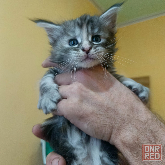 Питомник, Мейн -кун Макеевка - изображение 4