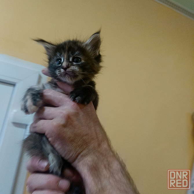 Питомник, Мейн -кун Макеевка - изображение 6