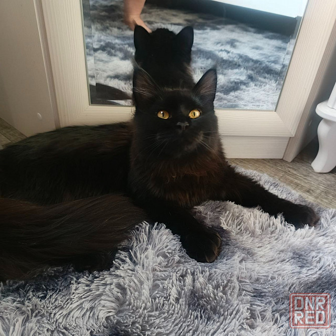 Питомник, Мейн -кун Макеевка - изображение 8