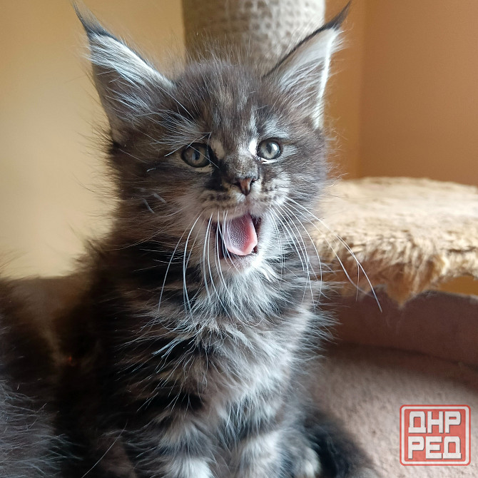 Питомник, Мейн -кун Макеевка - изображение 3