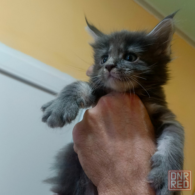 Питомник, Мейн -кун Макеевка - изображение 2