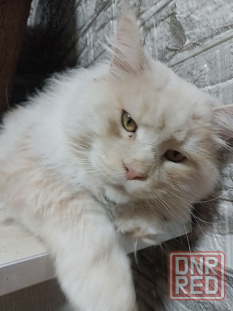 Питомник, Мейн -кун Макеевка - изображение 3