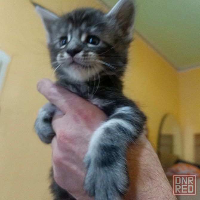 Питомник, Мейн -кун Макеевка - изображение 1