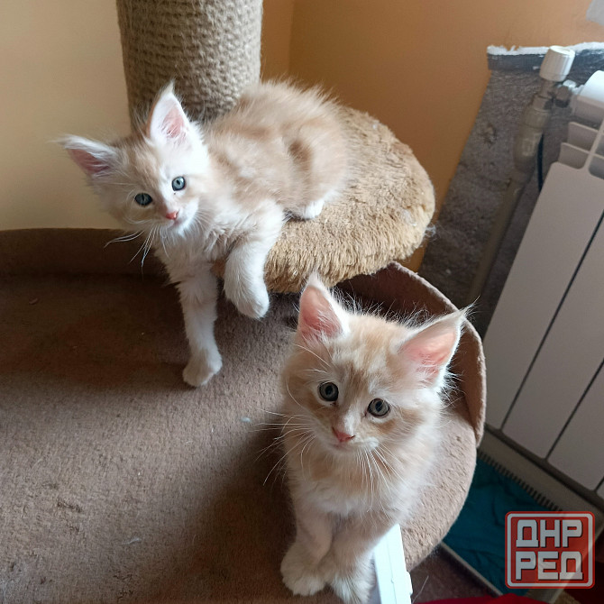 Питомник, Мейн -кун Макеевка - изображение 5