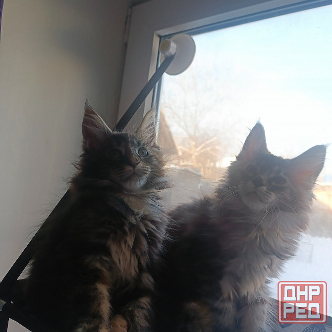 Питомник, Мейн -кун Макеевка - изображение 6