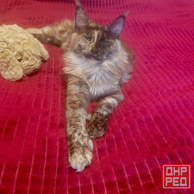 Питомник, Мейн -кун Макеевка - изображение 7