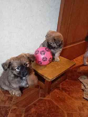 щенок щенки ищут дом в добрые руки Донецк Макеевка Донецк