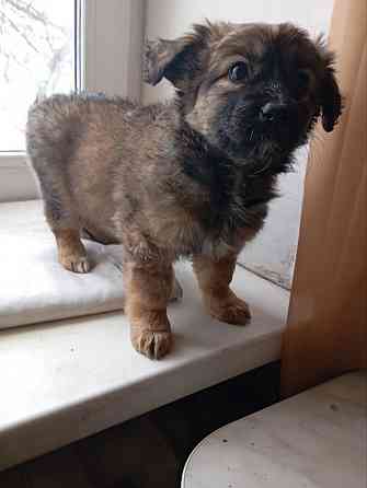 щенок щенки ищут дом в добрые руки Донецк Макеевка Донецк