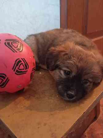 щенок щенки ищут дом в добрые руки Донецк Макеевка Донецк