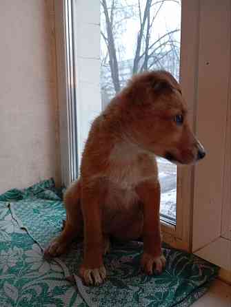 щенок щенки ищут дом в добрые руки Донецк Макеевка Донецк