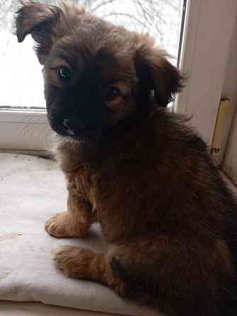 щенок щенки ищут дом в добрые руки Донецк Макеевка Донецк