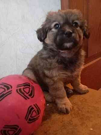 щенок щенки ищут дом в добрые руки Донецк Макеевка Донецк