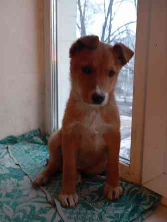 щенок щенки ищут дом в добрые руки Донецк Макеевка Донецк