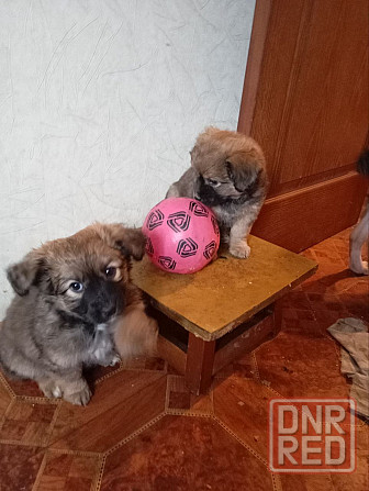 щенок щенки ищут дом в добрые руки Донецк Макеевка Донецк - изображение 1