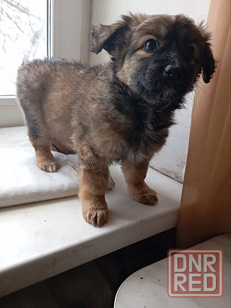 щенок щенки ищут дом в добрые руки Донецк Макеевка Донецк - изображение 6