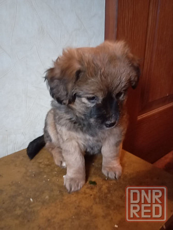 щенок щенки ищут дом в добрые руки Донецк Макеевка Донецк - изображение 2