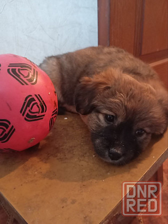 щенок щенки ищут дом в добрые руки Донецк Макеевка Донецк - изображение 4