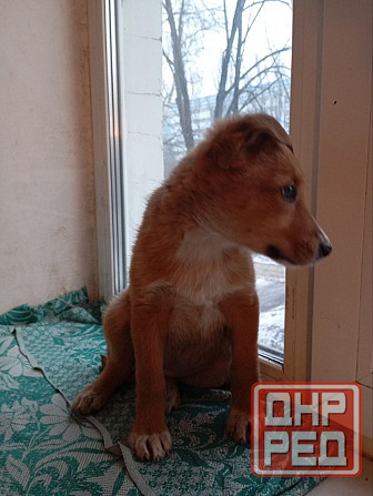 щенок щенки ищут дом в добрые руки Донецк Макеевка Донецк - изображение 4
