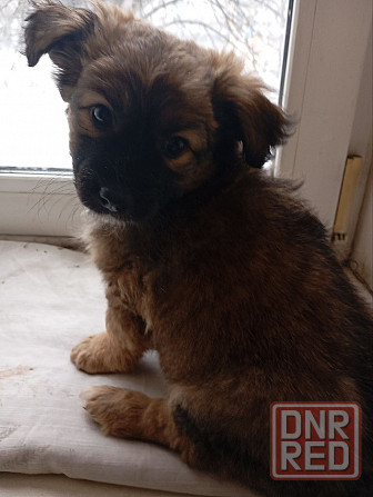 щенок щенки ищут дом в добрые руки Донецк Макеевка Донецк - изображение 5