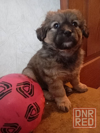 щенок щенки ищут дом в добрые руки Донецк Макеевка Донецк - изображение 3
