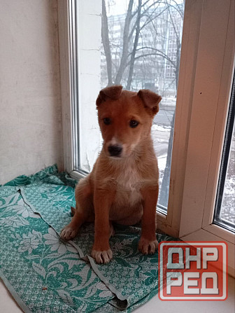 щенок щенки ищут дом в добрые руки Донецк Макеевка Донецк - изображение 3