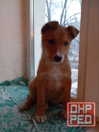 щенок щенки ищут дом в добрые руки Донецк Макеевка Донецк - изображение 5