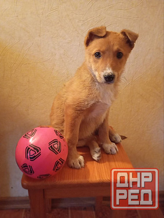 щенок щенки ищут дом в добрые руки Донецк Макеевка Донецк - изображение 2