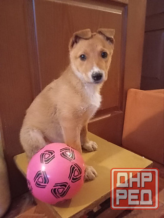 щенок щенки ищут дом в добрые руки Донецк Макеевка Донецк - изображение 1