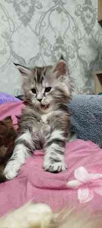 Кошечки Мейн кун.(две девочки) Макеевка