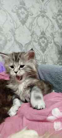 Кошечки Мейн кун.(две девочки) Макеевка