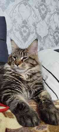 Кошечки Мейн кун.(две девочки) Макеевка