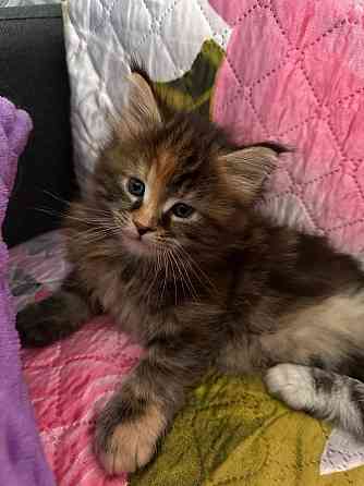 Кошечки Мейн кун.(две девочки) Макеевка