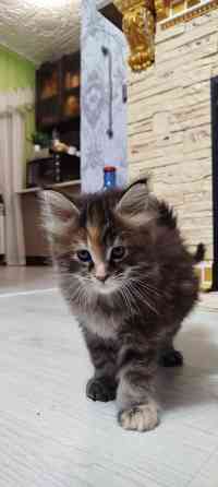 Кошечки Мейн кун.(две девочки) Макеевка