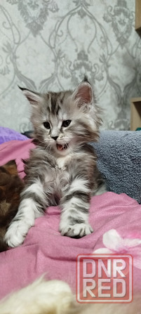 Кошечки Мейн кун.(две девочки) Макеевка - изображение 3