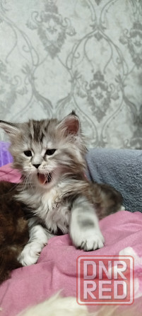 Кошечки Мейн кун.(две девочки) Макеевка - изображение 4