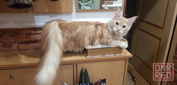 Кошечки Мейн кун.(две девочки) Макеевка - изображение 8