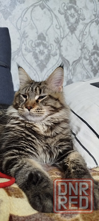 Кошечки Мейн кун.(две девочки) Макеевка - изображение 6