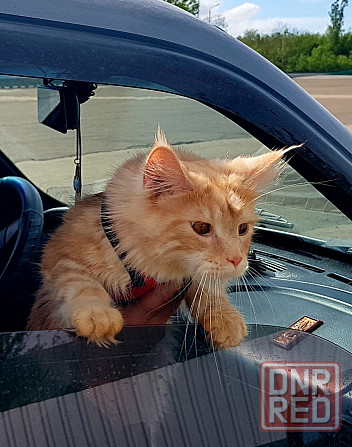 Кошечки Мейн кун.(две девочки) Макеевка - изображение 7