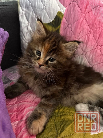 Кошечки Мейн кун.(две девочки) Макеевка - изображение 2