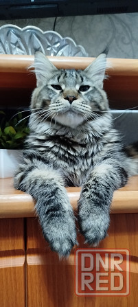 Кошечки Мейн кун.(две девочки) Макеевка - изображение 5