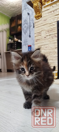 Кошечки Мейн кун.(две девочки) Макеевка - изображение 1