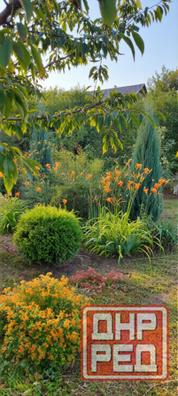 Продам дачу с двумя смежными земельными участками Донецк - изображение 2