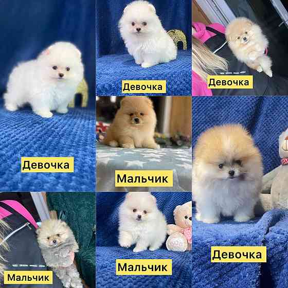 Померанский шпиц Донецк