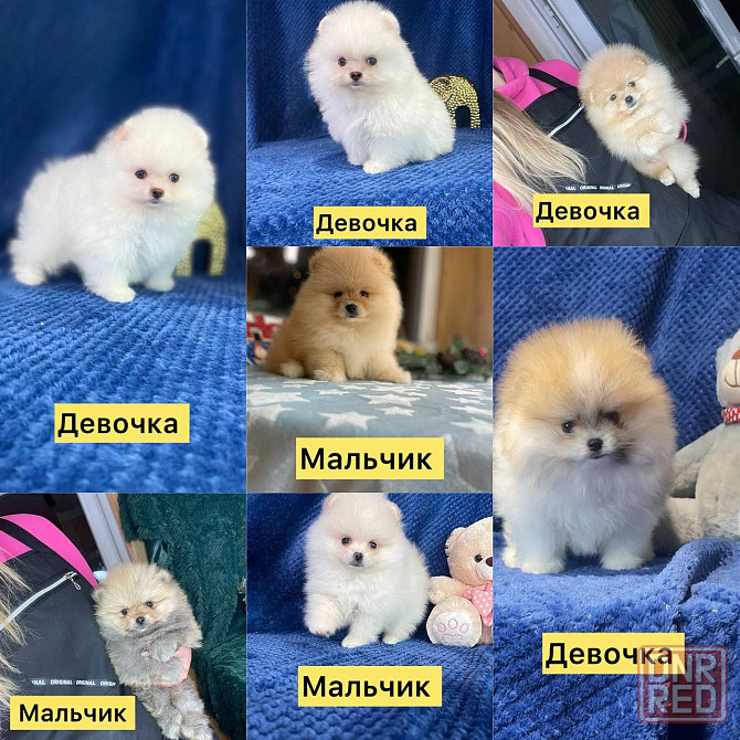 Померанский шпиц Донецк - изображение 1