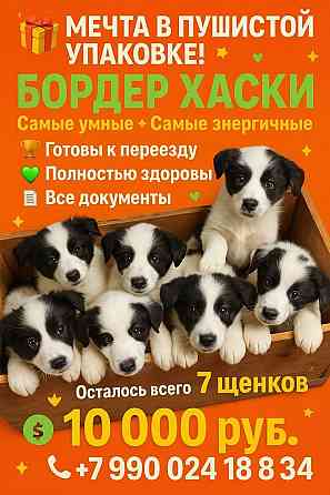 Бордер хаски Донецк