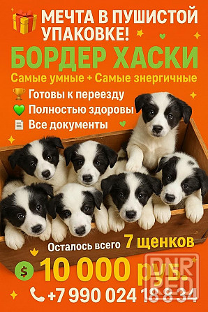 Бордер хаски Донецк - изображение 1