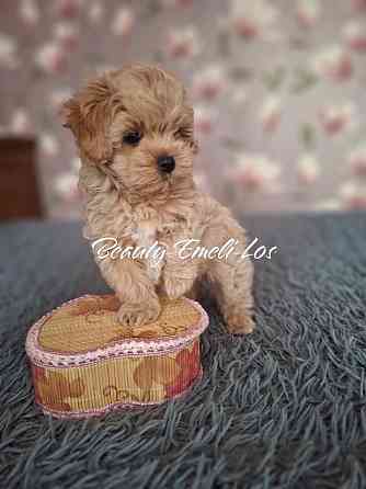 Мальтипу Ф1 Донецк