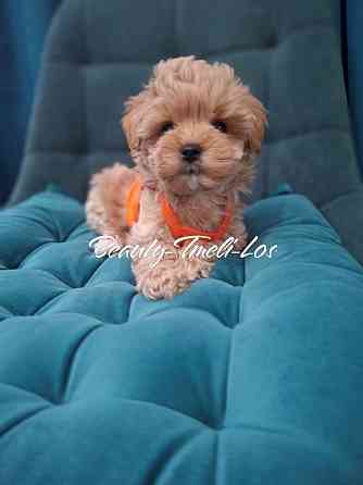 Мальтипу Ф1 Донецк